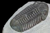 Beautiful, Austerops Trilobite - Jorf, Morocco #125280-4